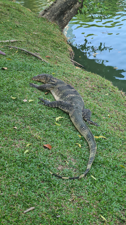Вараны в парке Люмпини
