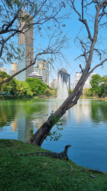 Вараны в парке Люмпини