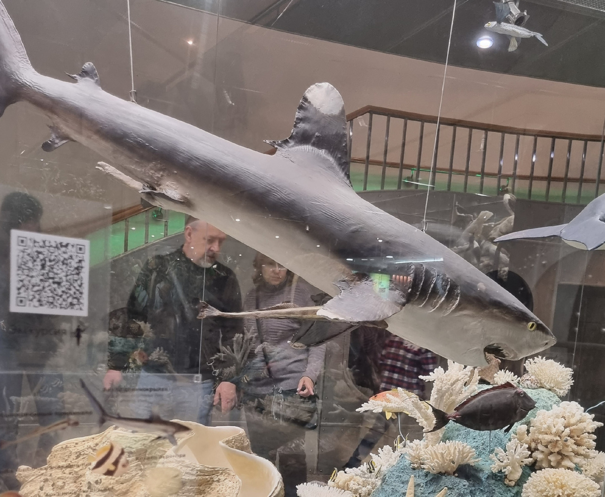 Раба-прилипало и акула длиннокрылая в витрине "Океан". Она чистит акулу от паразитов, а в свободное время питается планктоном. 