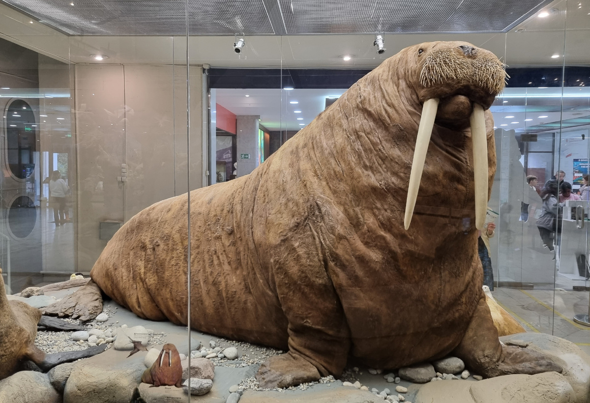 Витрина "Океан"