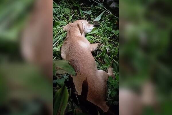    Хозяин щенка, выбросивший его с 5-го этажа в Кувандыке, предстанет перед судом