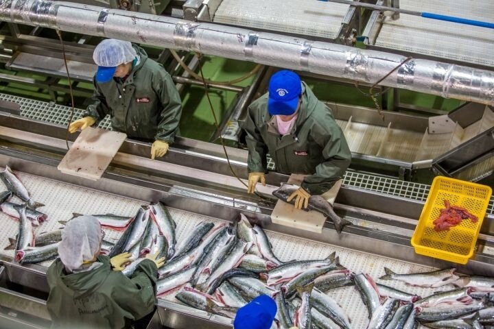 Российское предприятие по обработке рыбы. Источник: fish.gov.ru.