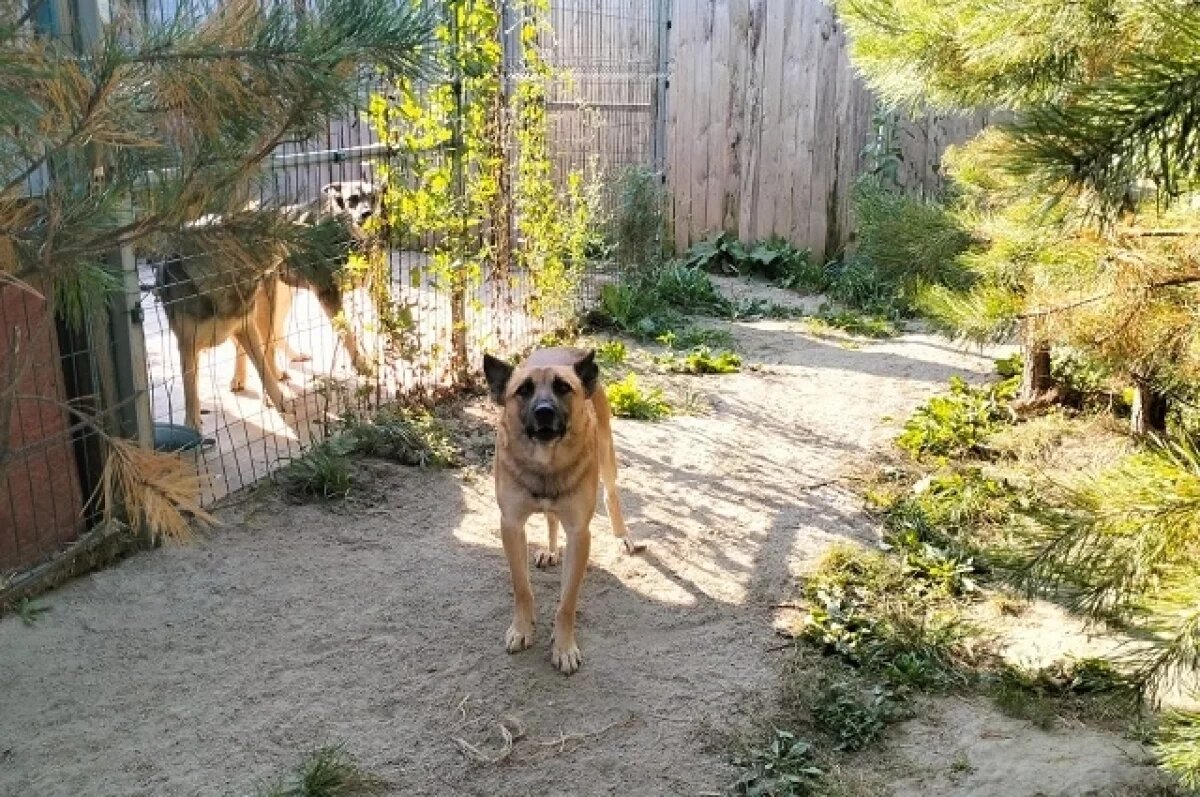    Дай лапу на счастье!