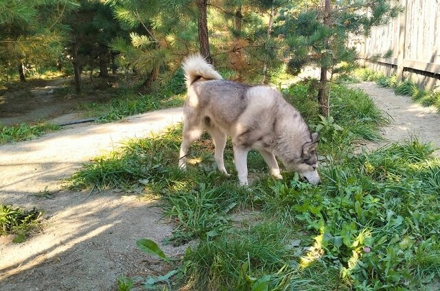    Прогулка под соснами – залог здоровья и хорошего настроения Фото: «АиФ-Урал»/ Ксения Огородникова
