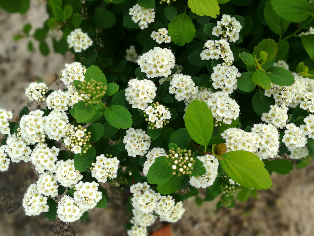    Если вы еще не знакомы со спиреей березолистной, обязательно присмотритесь к ней внимательнее