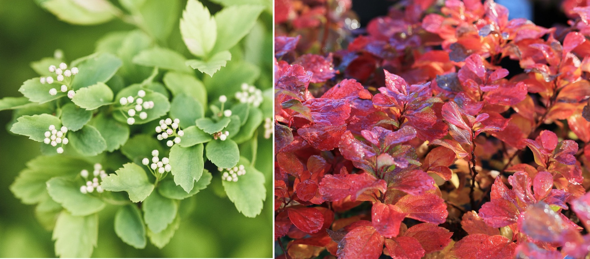    Спирея березолистная очаровательна с ранней весны до поздней осени