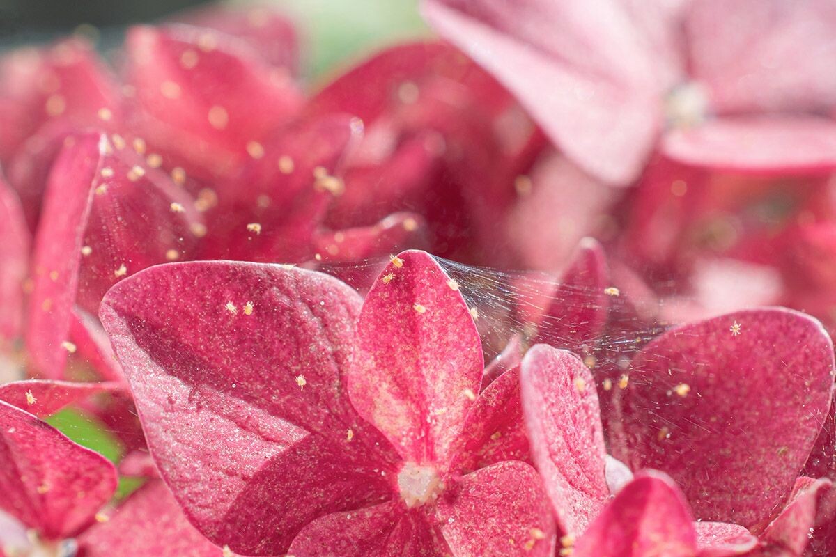 Легкая паутинка в кадре не случайна — цветок поражен паутинным клещом. Источник: Shutterstock📷
