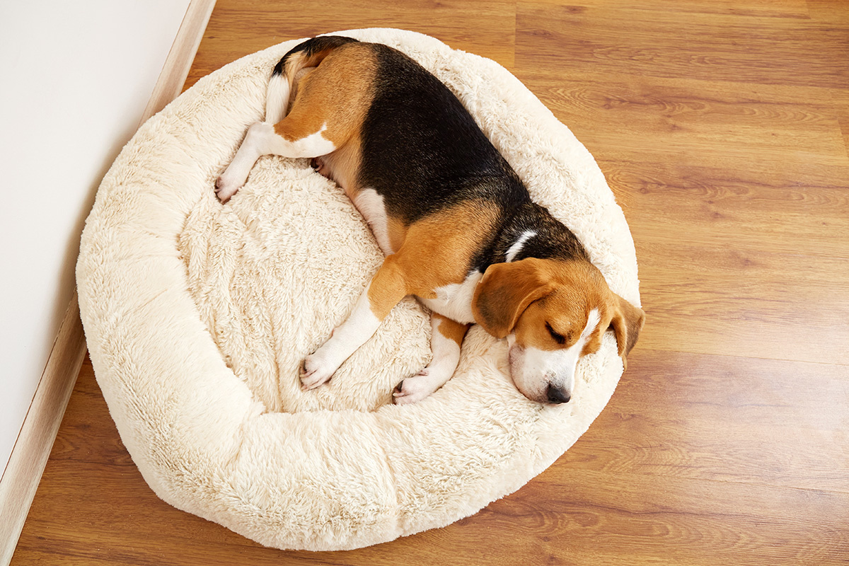 Viktorya Telminova / Shutterstock / FOTODOM📷Циклы сна у собак и у людей похожи