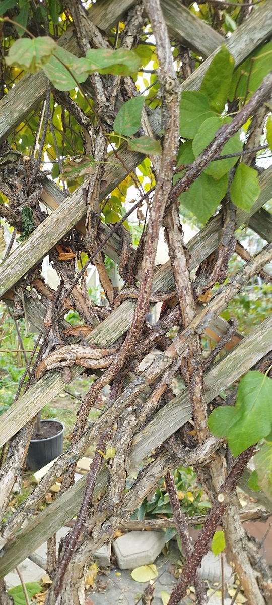 Половина стеблей была сухими.