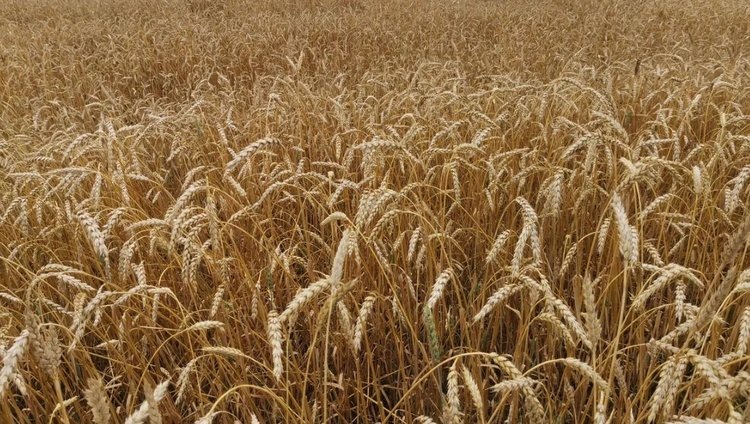    Более 2 млн тонн пшеницы проверено на качество в Республике Татарстан