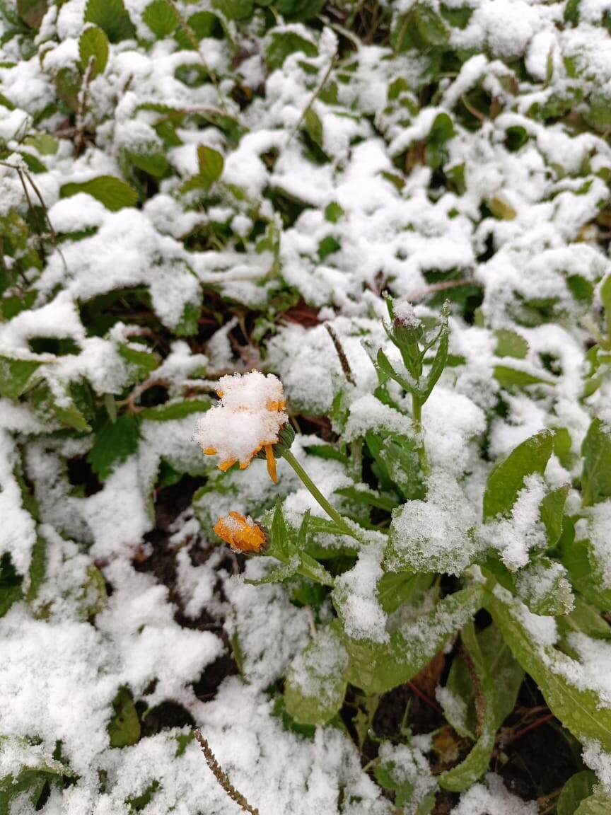 Ноготки и снег (фото автора) 