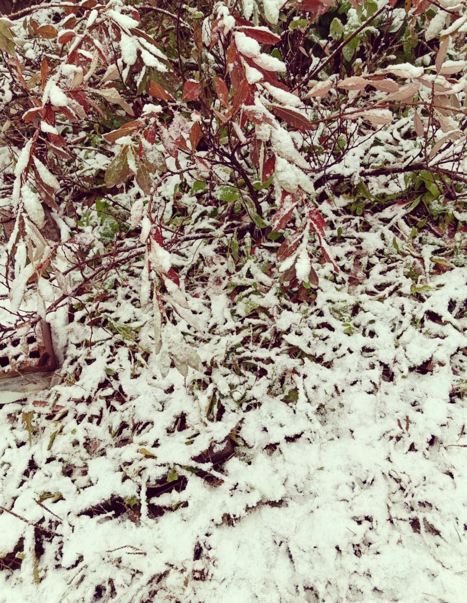 Вишня и снег (фото автора) 