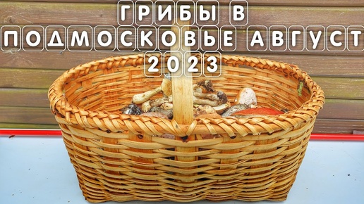 Есть ли грибы в Подмосковье сейчас август 2023