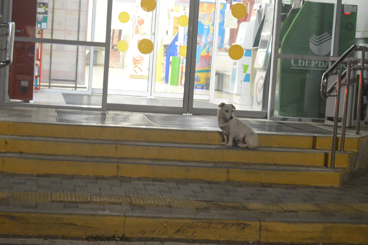 Фото автора. 09.10.2024. Сидим, ждём, может кто угостит вкусненьким, при выходе из магазина.