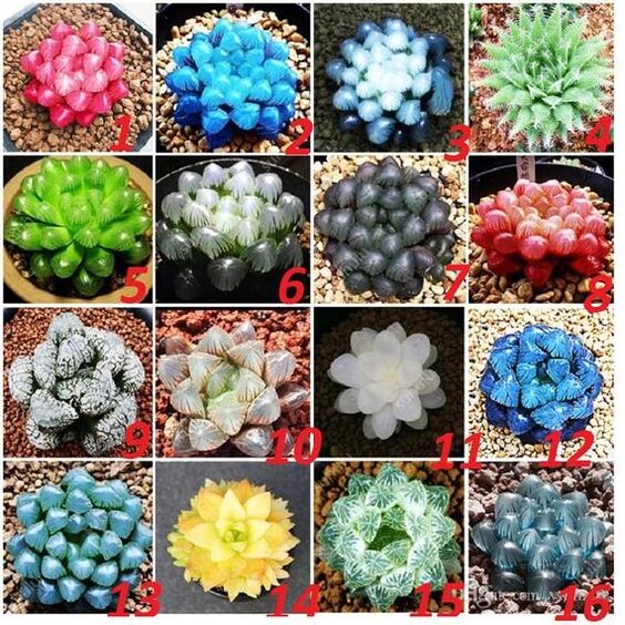 Пример окрашивания суккулентов от китайских продавцов (Источник: pinterest.com)