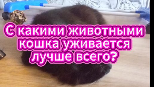 Кошка способна ужиться почти со всеми животными