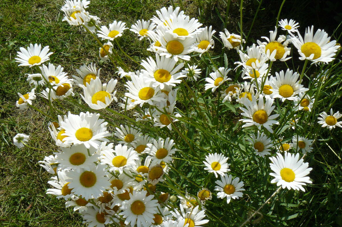 как я люблю ромашки...