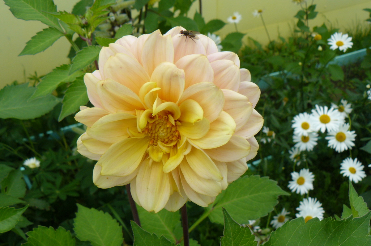 а какие разные гергины: