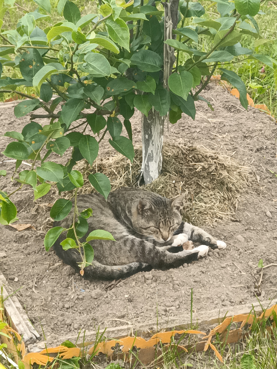 Бантик под грушей 