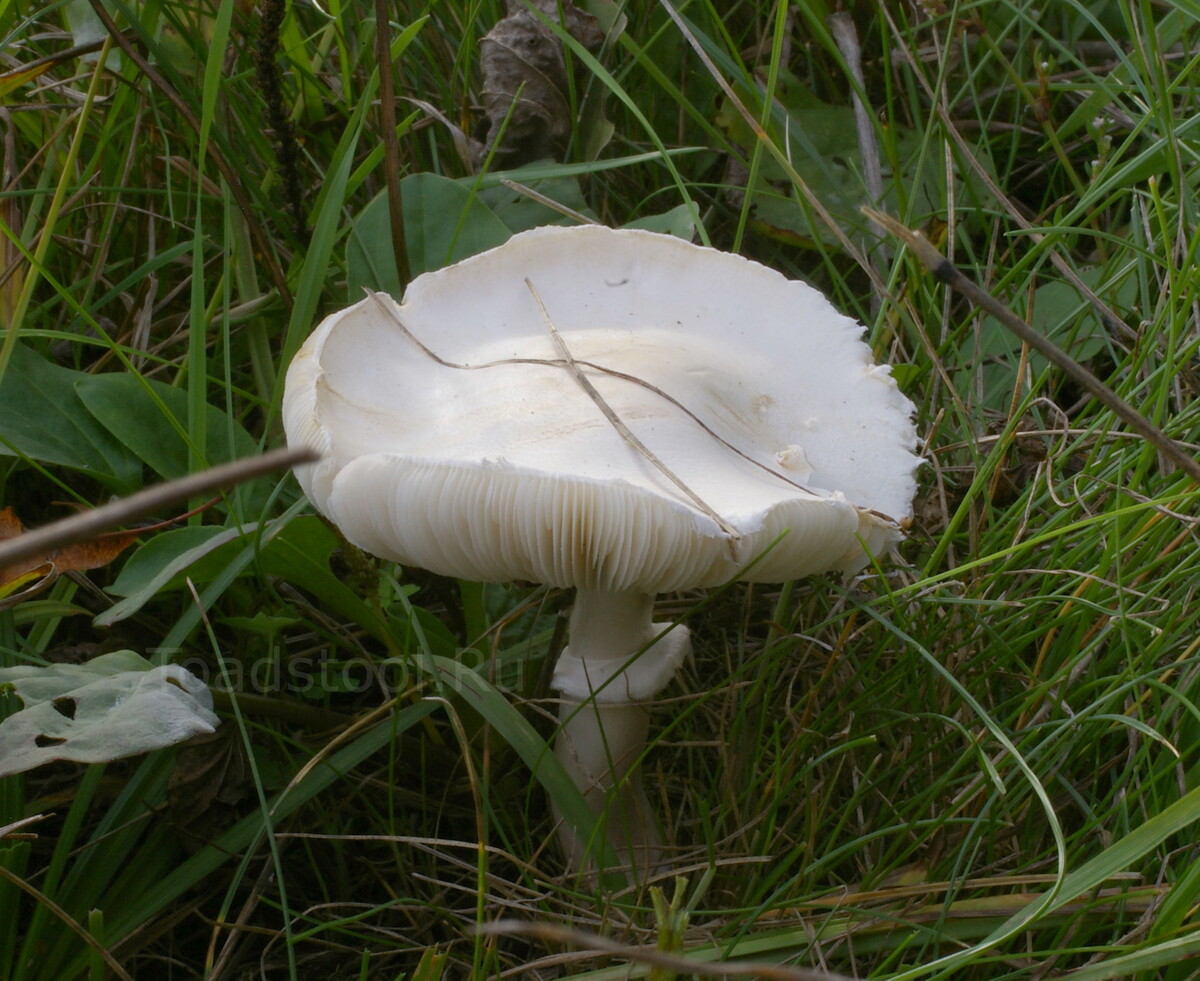 Белый зонтик. Так себе находка... (фото И.Лебединского)