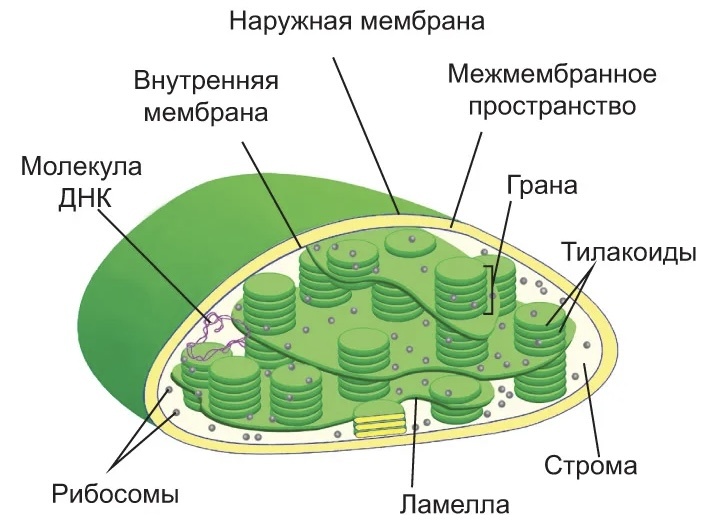 Строение хлоропласта 