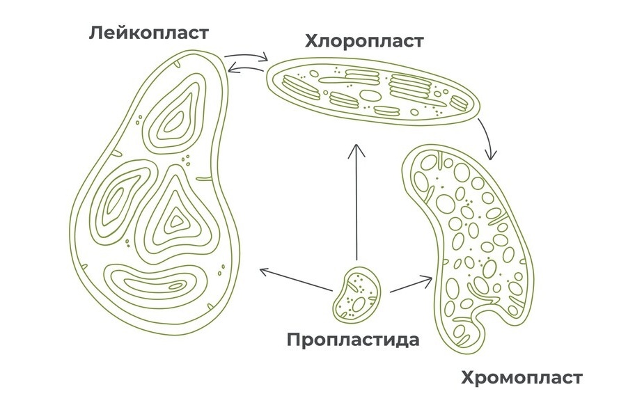 Разновидности пластид 