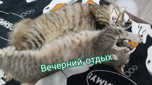 Мои пуси-муси- обнимуси😍😍😍вечерний отдых