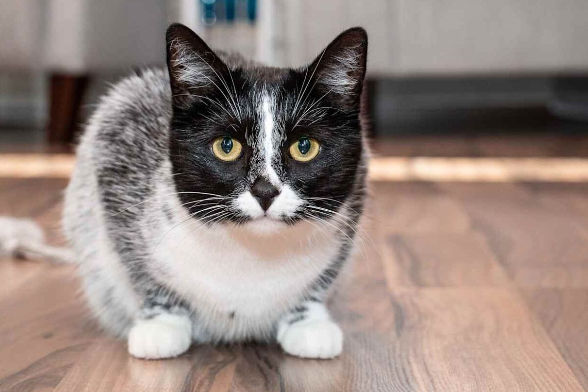 Лакричная кошка