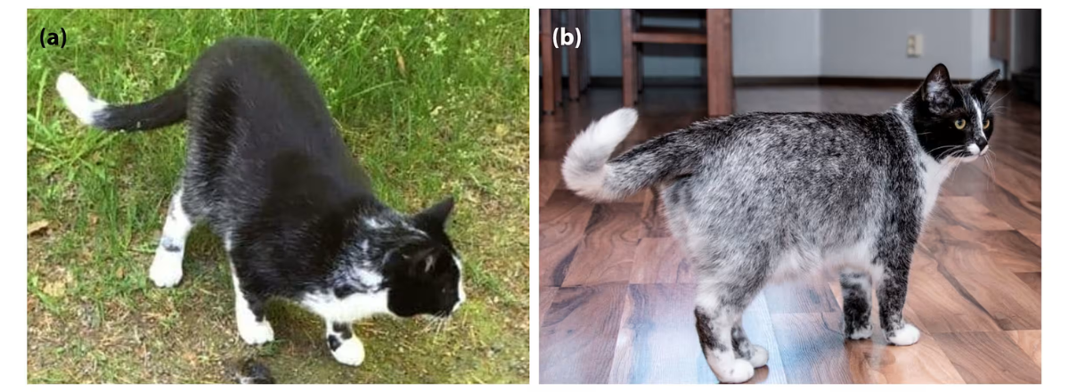 Среди "лакричных кошек" царит удивительное разнообразие оттенков. Эти необычные животные демонстрируют широкий спектр вариаций в своей окраске, что ставит в тупик даже опытных исследователей. Несмотря на интенсивное изучение феномена, научное сообщество пока не может предложить убедительного объяснения такому богатству цветовых решений у этих уникальных представителей кошачьего мира. Загадка разнообразия окрасов "лакричных кошек" продолжает интриговать учёных, оставаясь одним из самых захватывающих вопросов современной фелинологии. Изображение: Kuva a: salmiakkikissanomistajan kotialbumi, kuva b: Ari Kankainen