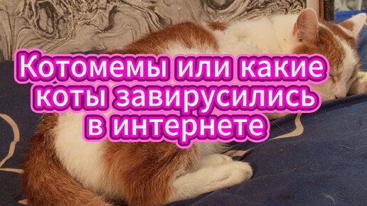 Котомемы или какие коты завирусились в интернете