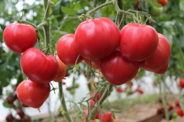 Фото с просторов интернета. 