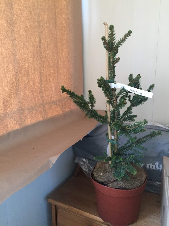 2018 Picea abies Will’s Zwerg