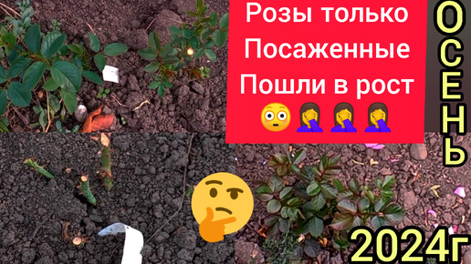 💥🌹Розы, посадка 3 недели назад😳, растут в зиму🤦‍♀️😲🤯, что делать??? Или какой дурак удобряет розы осенью 🤔🤫😳😳