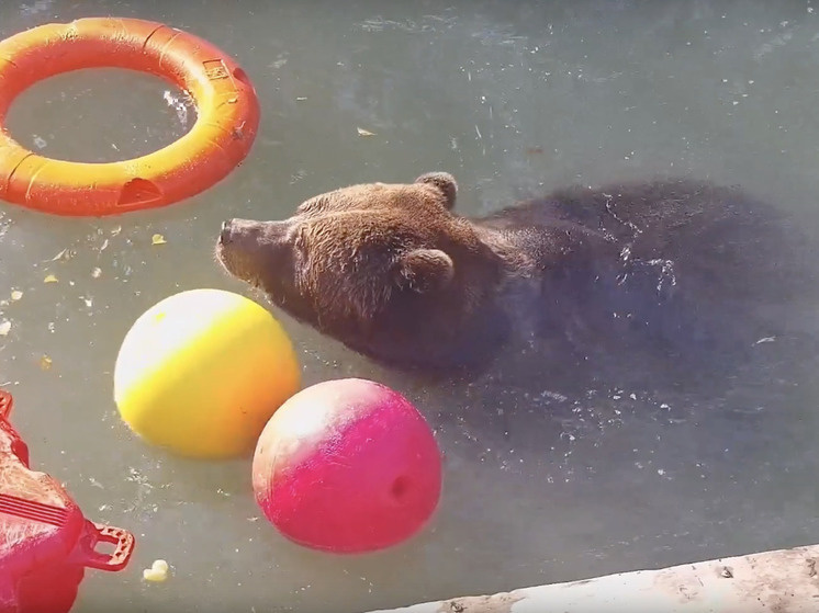     Фото: скрин видео паблика "Авиамедведь Мансур"/ВК.