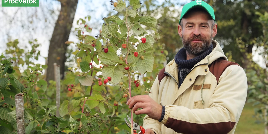 Малина осенью: как обрезать, чем подкормить и надо ли укрывать на зиму ремонтантную малину?