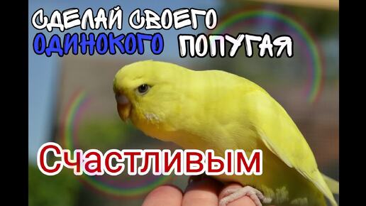 ЗВУКИ ВОЛНИСТЫХ ПОПУГАЕВ ( 1 ЧАС СЧАСТЛИВОГО ПЕНИЯ ОТ ПОПУГАЕВ) Budgie sounds 1 hour. Слушаем как поёт попугай.