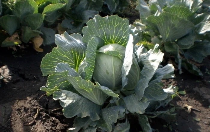 Что сделать сразу после уборки капусты: 3 дела - и как свежая до мая. Не сохнет, не гниет, хрустит и растрескиваться не умеет