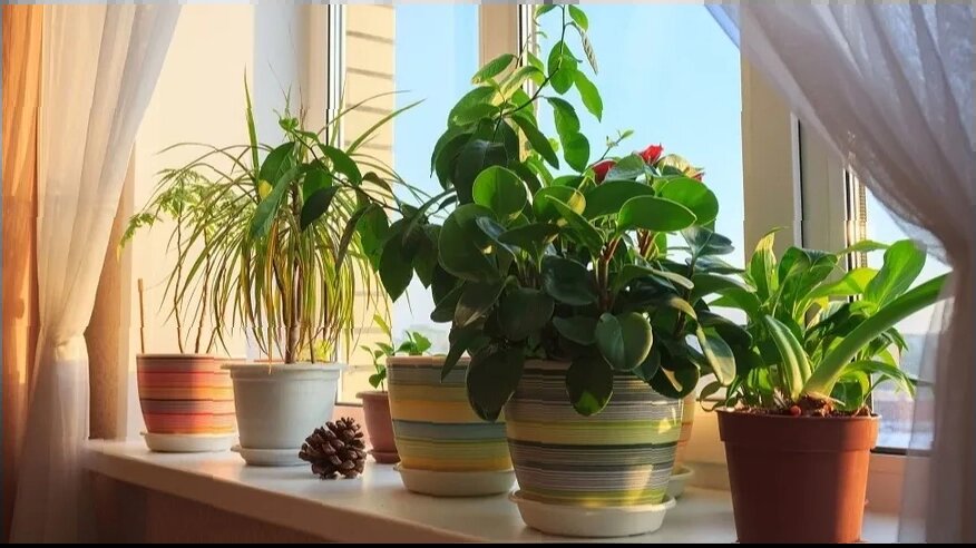 Я выращиваю цветы уже много лет.