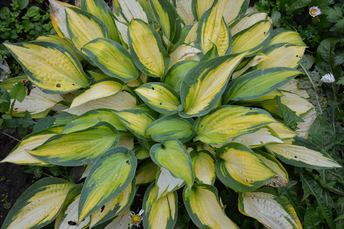 Хоста Ориндж Мармелейд, 8 октября 2024. Все фотографии в статье мои. Хосты - тоже