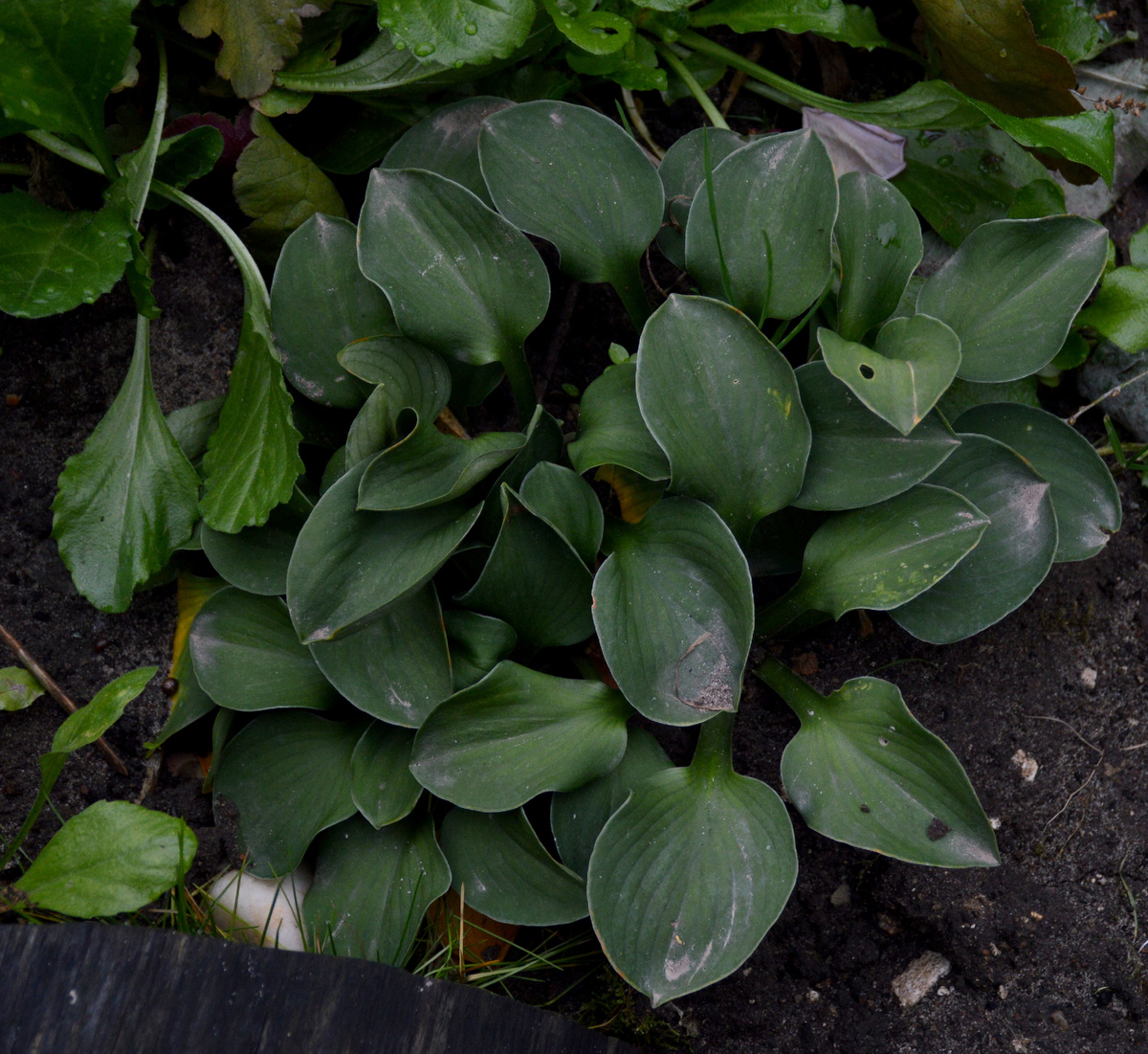 Маленькая хоста-"мышка". 7 октября 2024