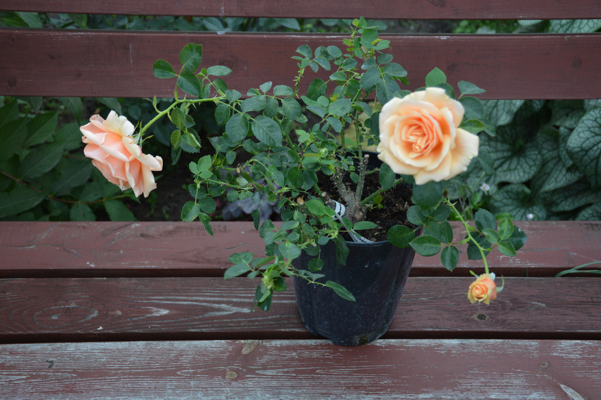 Купленная роза