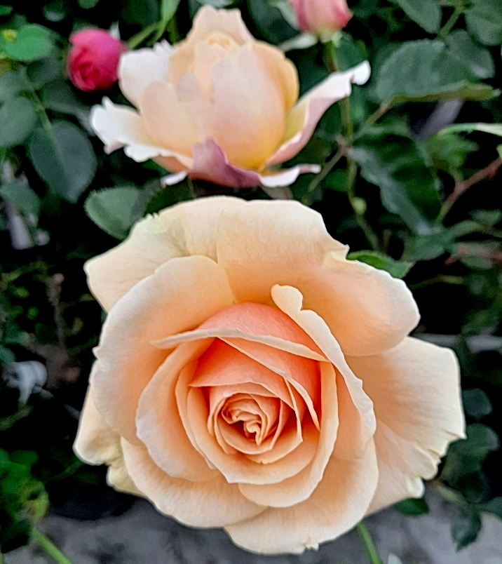 Все фотографии в статье мои