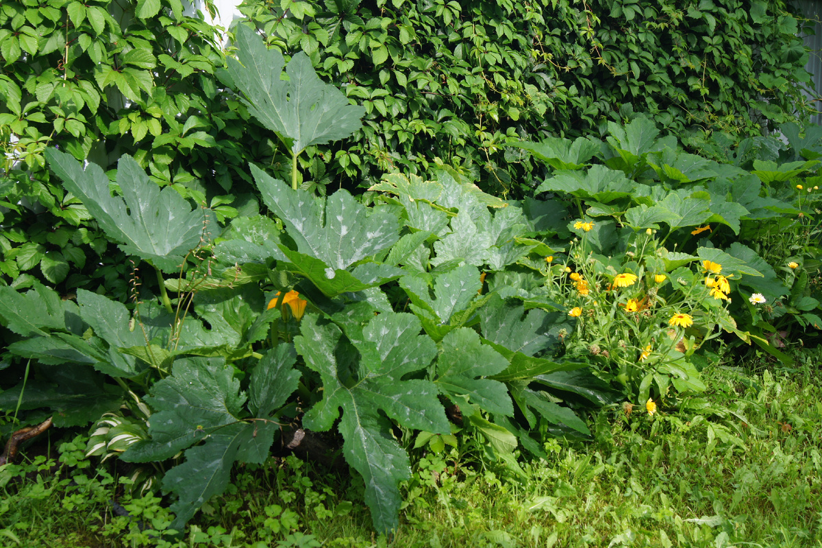 Так это выглядело летом