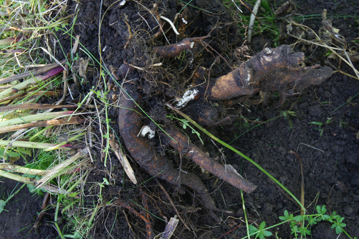 Выкопать этих монстров без повреждений - не реально