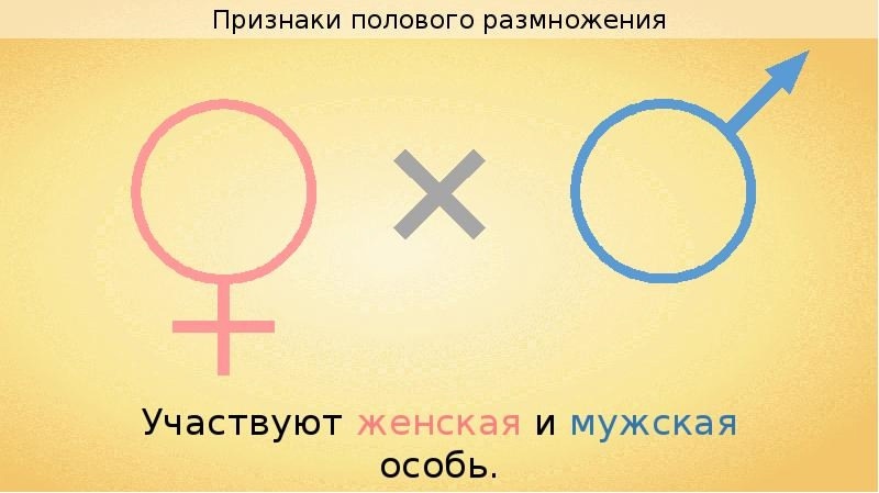 Любой конфликт между мужчиной и женщиной вытекает из механизмов, обеспечивающих половое размножение.