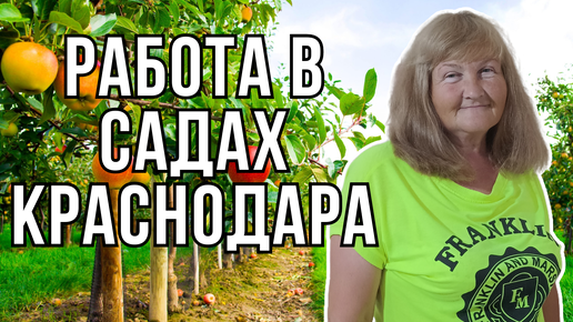 Сколько я ЗАРАБОТАЛА в садах на сборе яблок?