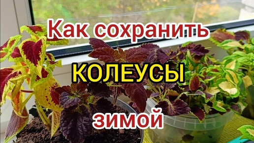 Разные способы укоренения КОЛЕУСОВ.