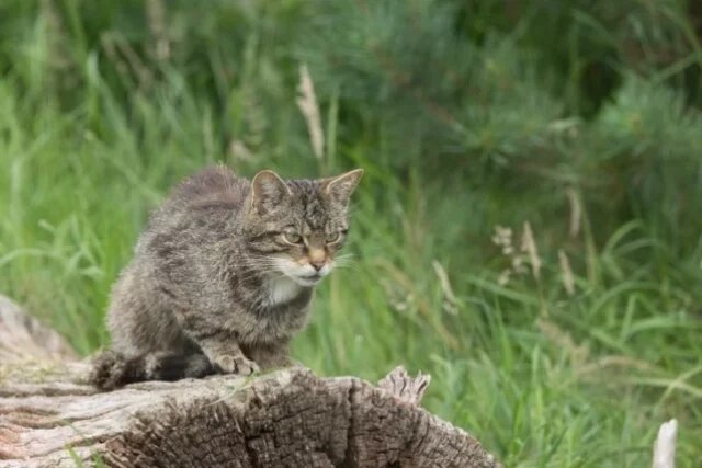    Почему глаза диких кошек имеют так много оттенков?