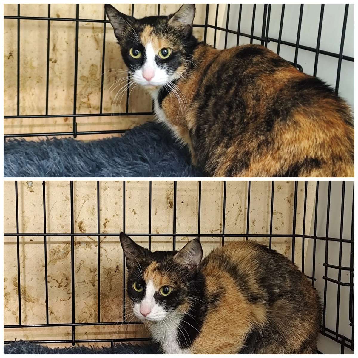 Мехрибан нашли на улице, месяц была в стационаре. Родственница Тинкербелл, которая приехала весной.