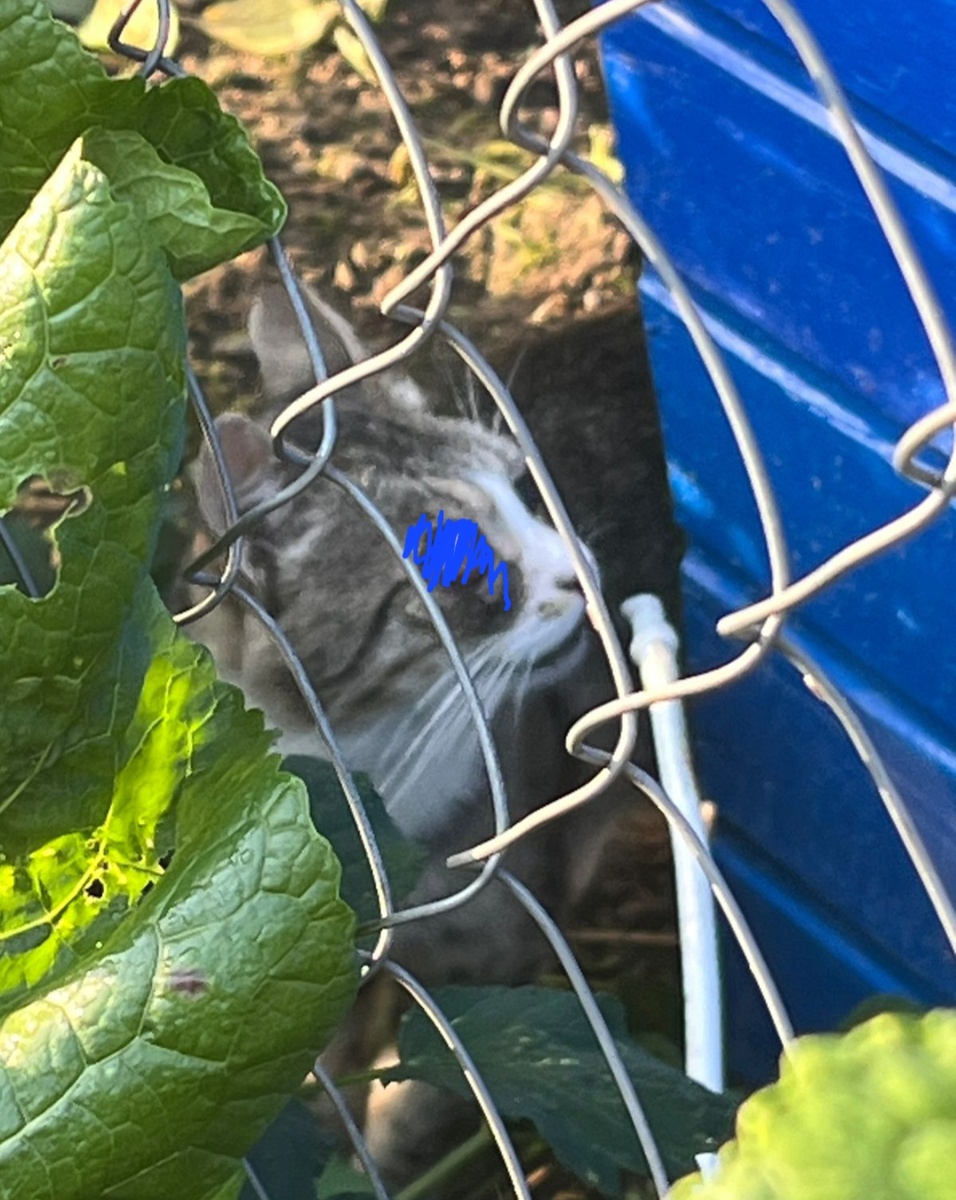 Фото автора. Вот так он приходил на участок.